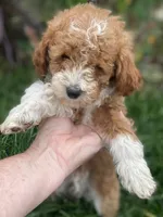 Kenny mini, a male Miniature Goldendoodle for sale in Williamson, NY – 4 of 8