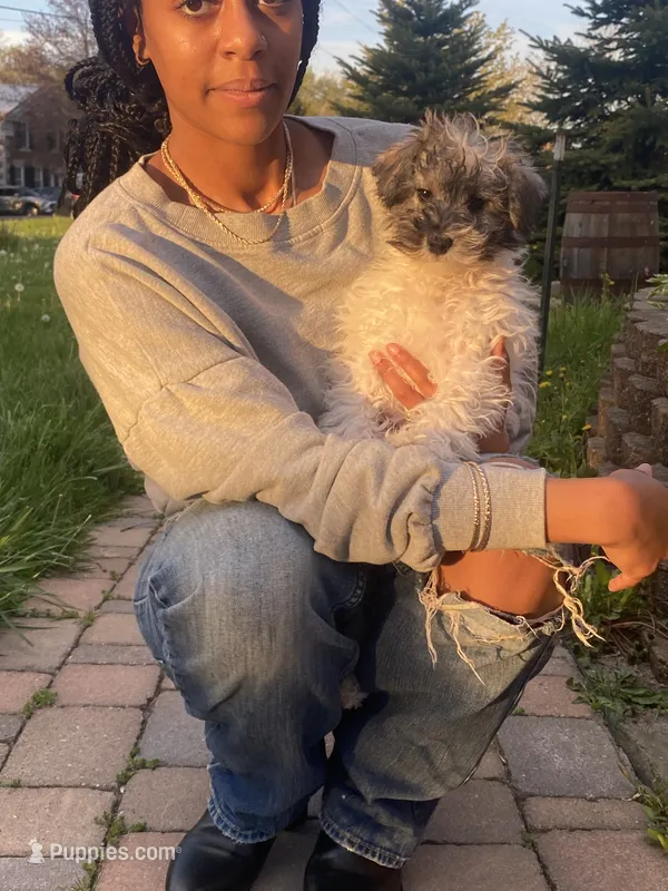 Baxter mini  – Schnoodle puppy for sale in Williamson, NY