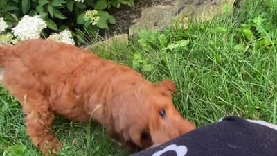 Fanny mini , a female Miniature Goldendoodle for sale in Williamson, NY – 6 of 8