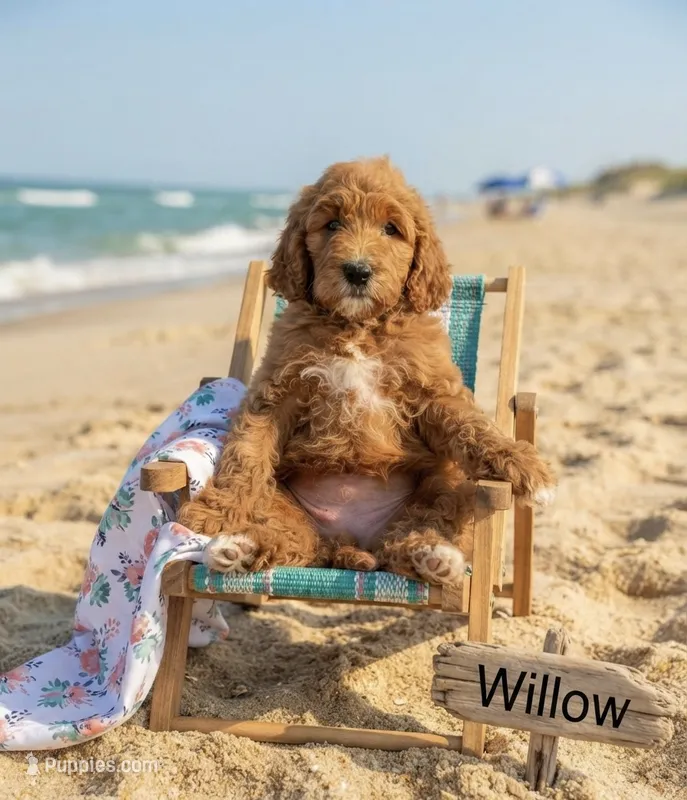 Willow  – Goldendoodle puppy for sale in Williamson, NY