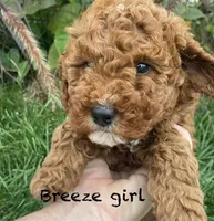 Breeze, a female Goldendoodle for sale in Williamson, NY – 1 of 7