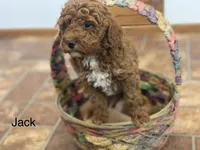 Jack ! F1BB, a male Poodle - Miniature  and Miniature Goldendoodle for sale in Williamson, NY – 5 of 8