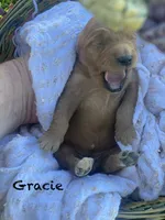 Gracie F1 larger mini , a female Goldendoodle and Golden Retriever for sale in Williamson, NY – 5 of 10