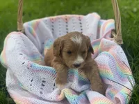 Cee Cee f1bb, a female Cavapoo and Poodle - Miniature  for sale in Williamson, NY – 4 of 6