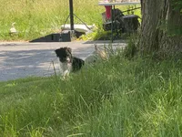 Darcy, a female Schnoodle for sale in Williamson, NY – 2 of 7