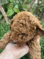 Breeze, a female Goldendoodle for sale in Williamson, NY – 3 of 7