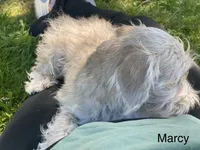 Marcy , a female Schnoodle for sale in Williamson, NY – 2 of 5