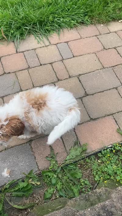 Misty mini , a female Poodle - Miniature  and Miniature Goldendoodle for sale in Williamson, NY – 7 of 7