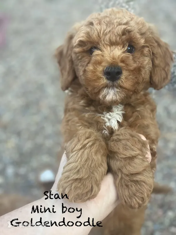 Stan – Miniature Goldendoodle puppy for sale in Williamson, NY