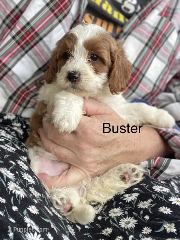 Buster  – Cavapoo, Poodle - Miniature  puppy for sale in Williamson, NY