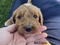 Willow , a female Goldendoodle for sale in Williamson, NY – 7 of 8