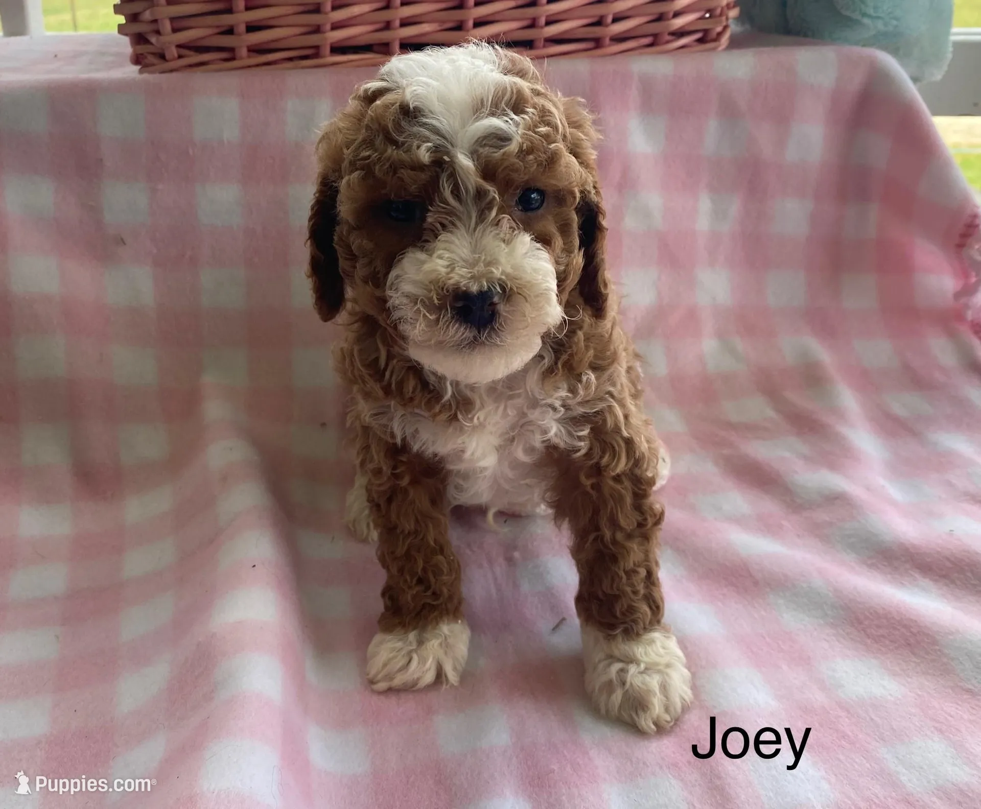 Joey mini , a male Cavapoo and Poodle - Miniature  for sale in Williamson, NY – Photo 1 of 10