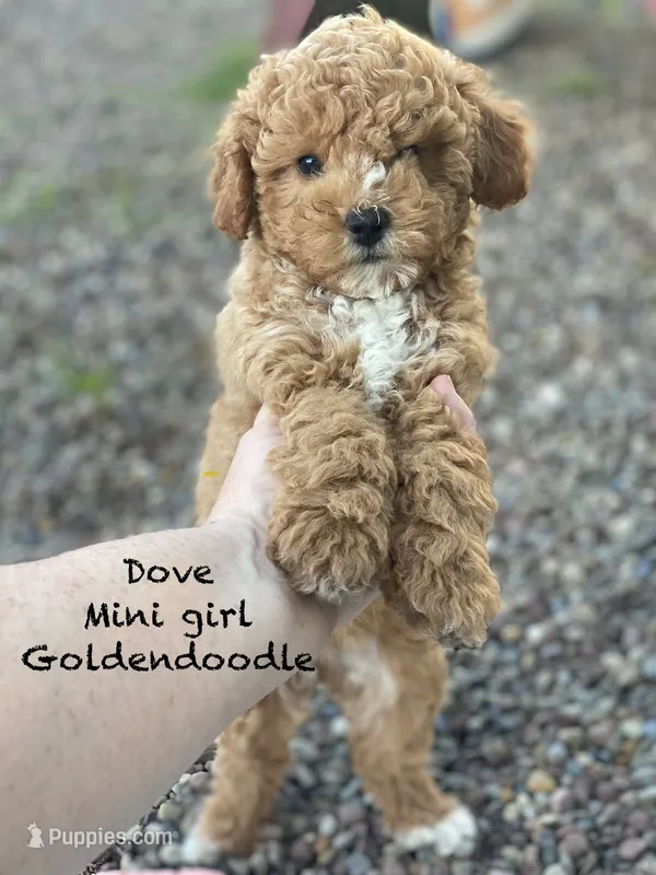 Dove – Miniature Goldendoodle puppy for sale in Williamson, NY