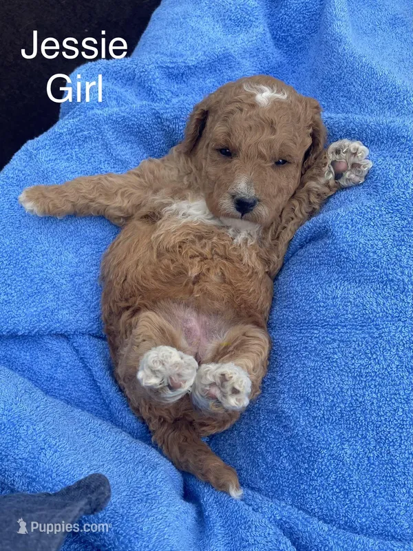 Jessie  – Goldendoodle, Poodle - Miniature  puppy for sale in Williamson, NY