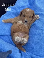 Jessie can go home now !, a female Goldendoodle and Poodle - Miniature  for sale in Williamson, NY – 3 of 9