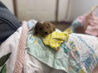 Jessie , a female Goldendoodle and Poodle - Miniature  for sale in Williamson, NY – Photo 3 of 4