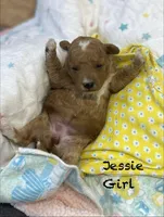 Jessie , a female Goldendoodle and Poodle - Miniature  for sale in Williamson, NY – Photo 4 of 4
