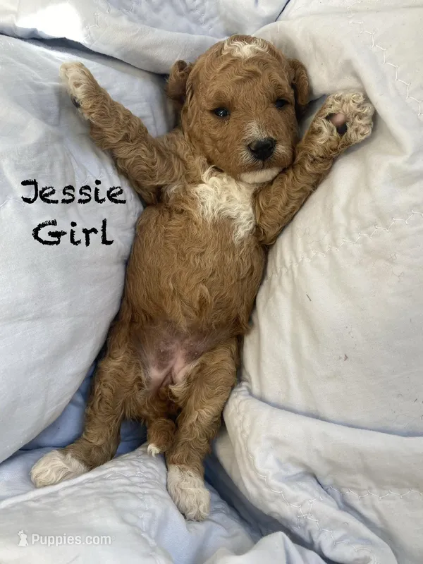 Jessie  – Goldendoodle, Poodle - Miniature  puppy for sale in Williamson, NY