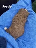 Jessie can go home now !, a female Goldendoodle and Poodle - Miniature  for sale in Williamson, NY – 5 of 9