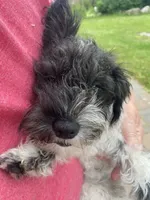 Darcy, a female Schnoodle for sale in Williamson, NY – 5 of 7