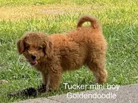 Tucker Mini , a male Miniature Goldendoodle for sale in Williamson, NY – 8 of 10