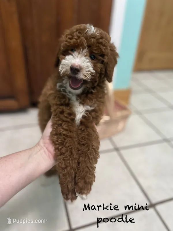 Markie Ruby Mini  – Poodle - Miniature  puppy for sale in Williamson, NY
