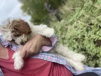 Misty mini , a female Poodle - Miniature  and Miniature Goldendoodle for sale in Williamson, NY – 4 of 7