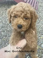 Erik F1BB mini, a male Miniature Goldendoodle for sale in Williamson, NY – 2 of 6