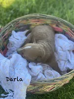 Darla larger mini , a female Goldendoodle and Golden Retriever for sale in Williamson, NY – 3 of 7