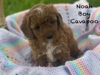 Noah , a male Cavapoo and Poodle - Miniature  for sale in Williamson, NY – 1 of 7