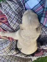 Sammy larger mini , a male Goldendoodle and Golden Retriever for sale in Williamson, NY – 6 of 7