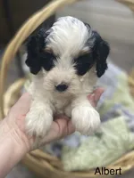 Albert mini, a male Cavapoo for sale in Williamson, NY – 2 of 9