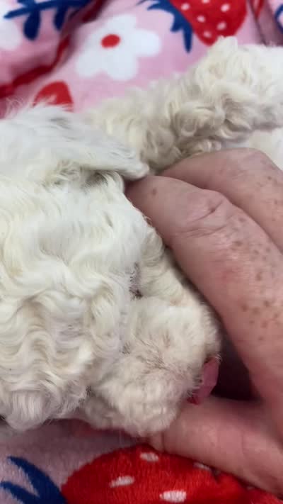Mavis mini , a female Poodle - Miniature  and Miniature Goldendoodle for sale in Williamson, NY – 7 of 7