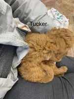 Tucker Mini , a male Miniature Goldendoodle for sale in Williamson, NY – 5 of 8