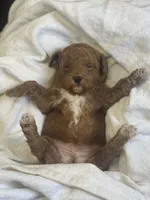 Jack ! F1BB, a male Poodle - Miniature  and Miniature Goldendoodle for sale in Williamson, NY – 7 of 8