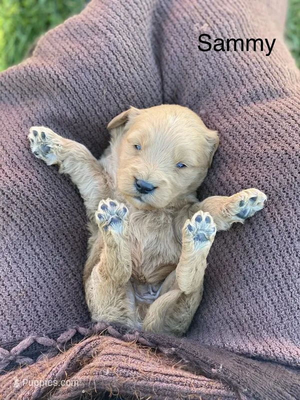Sammy larger mini  – Goldendoodle, Golden Retriever puppy for sale in Williamson, NY