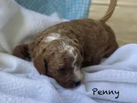 Penny, a female Cavapoo and Cavalier King Charles Spaniel for sale in Williamson, NY – 2 of 8