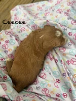 Cee Cee f1bb, a female Cavapoo and Poodle - Miniature  for sale in Williamson, NY – 3 of 6