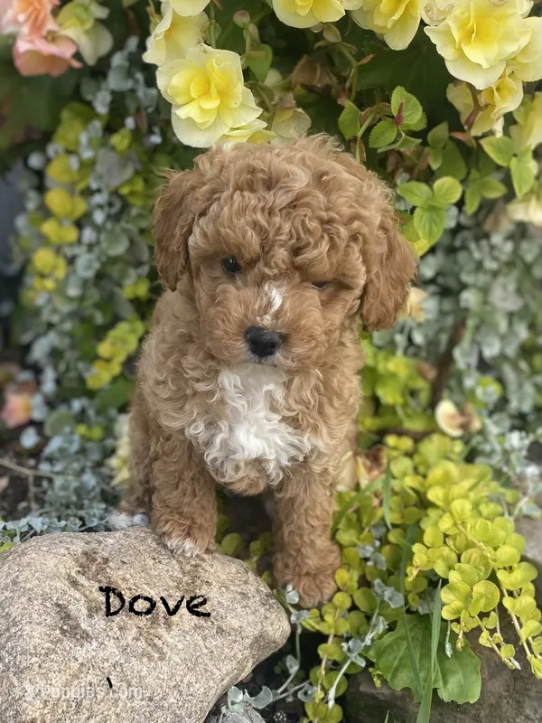 Dove, a female Poodle - Miniature  and Miniature Goldendoodle for sale in Williamson, NY – 1 of 8