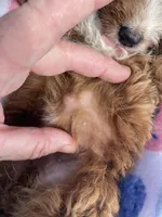 Penny, a female Cavapoo and Cavalier King Charles Spaniel for sale in Williamson, NY – 7 of 8