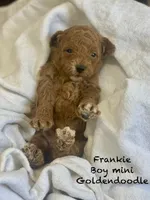 Frankie f1BB , a male Poodle - Miniature  and Miniature Goldendoodle for sale in Williamson, NY – 5 of 7
