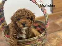 Mortishia f1bb, a female Poodle - Miniature  and Miniature Goldendoodle for sale in Williamson, NY – 3 of 7