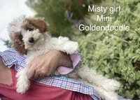 Misty mini , a female Poodle - Miniature  and Miniature Goldendoodle for sale in Williamson, NY – 2 of 7