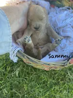 Sammy larger mini , a male Goldendoodle and Golden Retriever for sale in Williamson, NY – 2 of 7