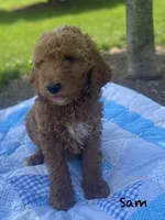 Sam, a male Goldendoodle for sale in Williamson, NY – 2 of 8