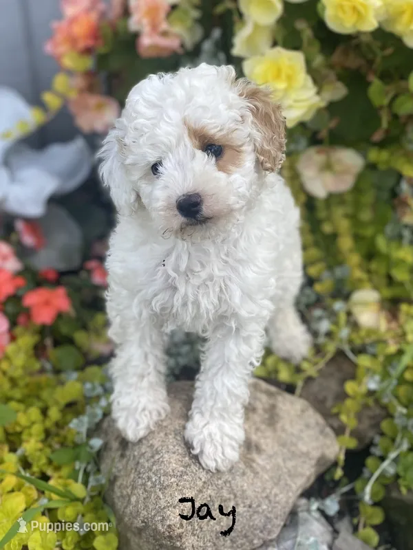 Jay – Poodle - Miniature , Miniature Goldendoodle puppy for sale in Williamson, NY