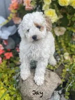 Jay, a female Poodle - Miniature  and Miniature Goldendoodle for sale in Williamson, NY – 1 of 8