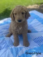 George f1B, a male Goldendoodle for sale in Williamson, NY – 5 of 7