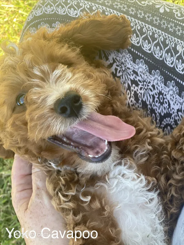 Yoko – Cavapoo, Cavalier King Charles Spaniel puppy for sale in Williamson, NY