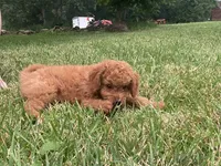 Tucker Mini , a male Miniature Goldendoodle for sale in Williamson, NY – 7 of 8